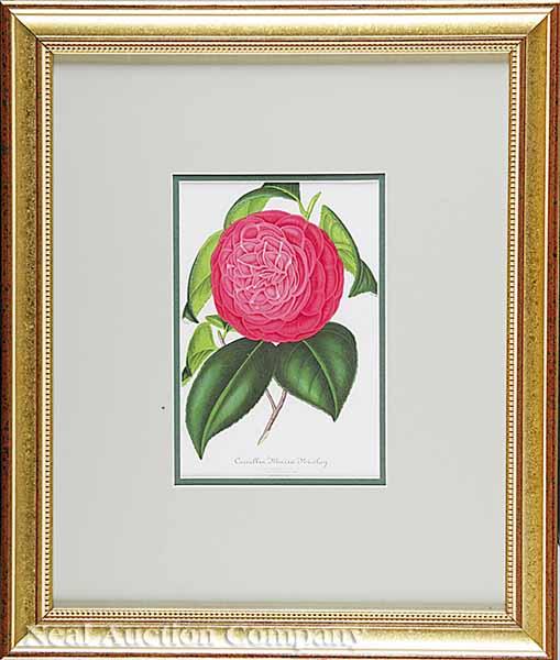 Appraisal: A Group of Four Antique Prints of Camellias by Stroobant