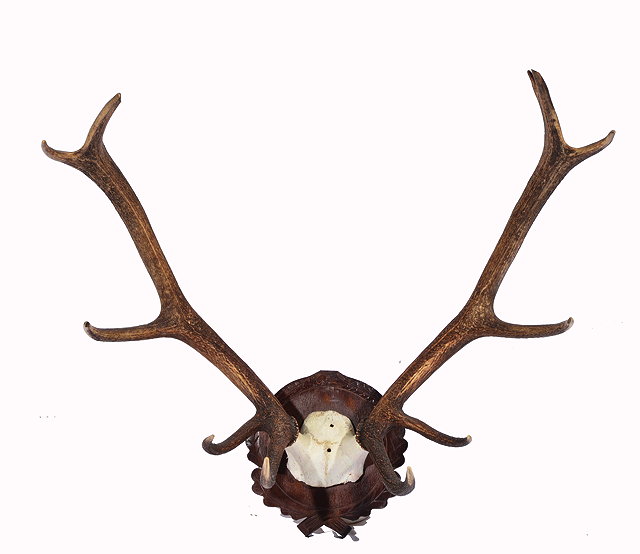 Appraisal: A PAIR OF MOUNTED STAG ANTLERS the eleven point antlers