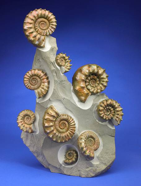 Appraisal: Large Ammonite Grouping Quenstedticeras lamberti Quentedticeras sp Jurassic Volga River