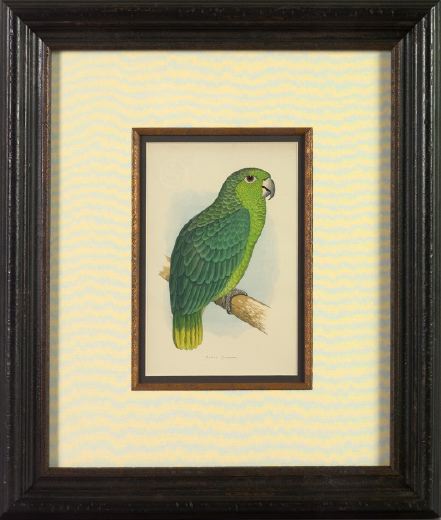 Appraisal: British School th Century Mealy Amazon Parrot hand-colored lithograph sight