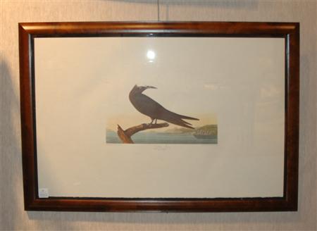 Appraisal: After John James Audubon NODDY TERN Color reproduction from The