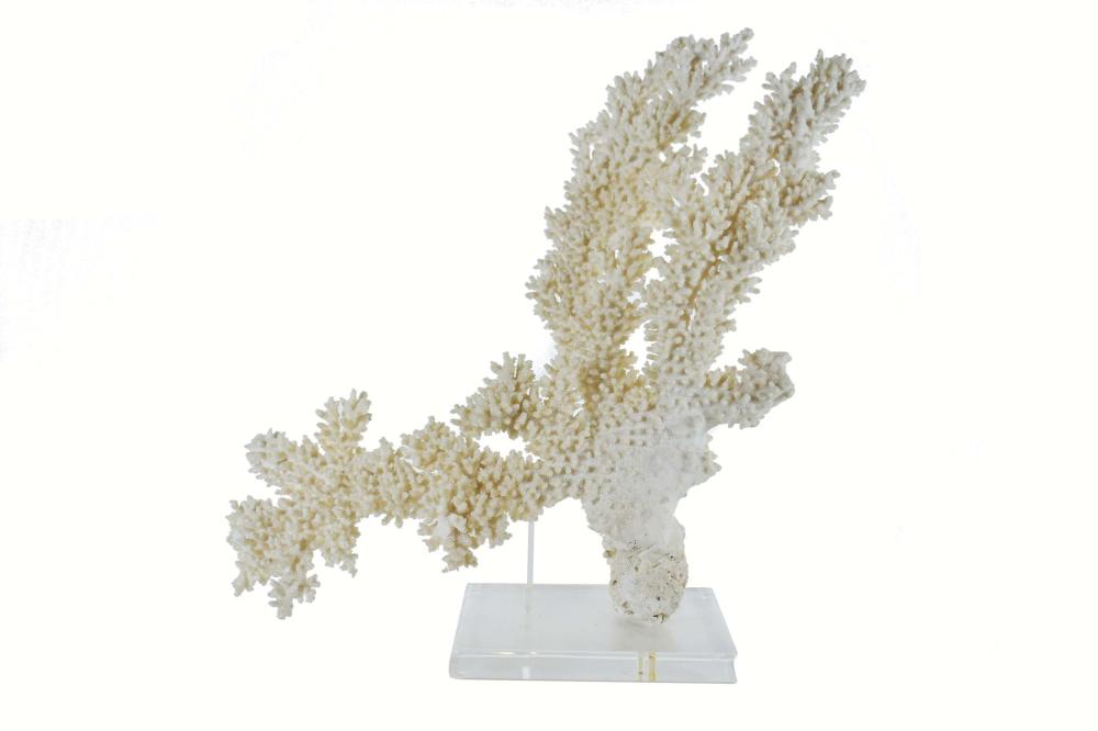 Appraisal: LARGE WHITE CORAL SPECIMANHeight in Width in