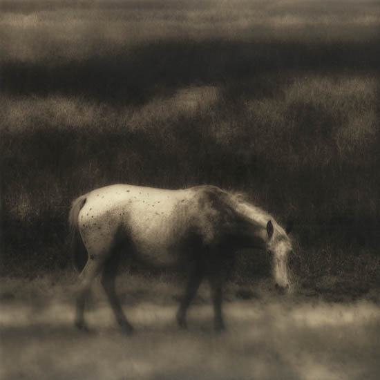 Appraisal: SPENCER JACK - Wild Horse at Savanna Edge Silver print