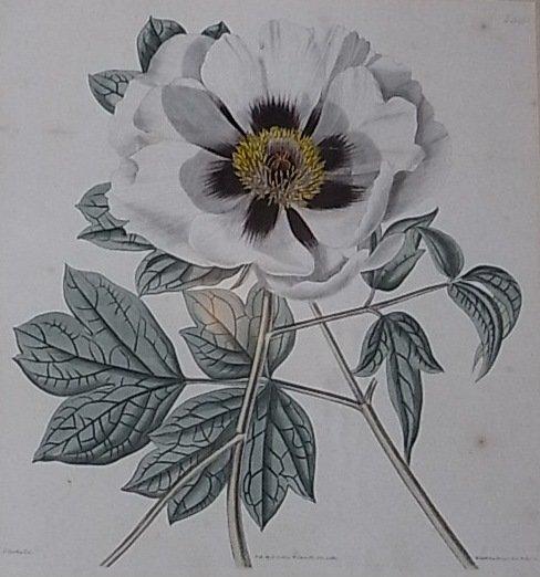 Appraisal: AFTER SYDENHAM EDWARDSA book plate of a lily engraved by