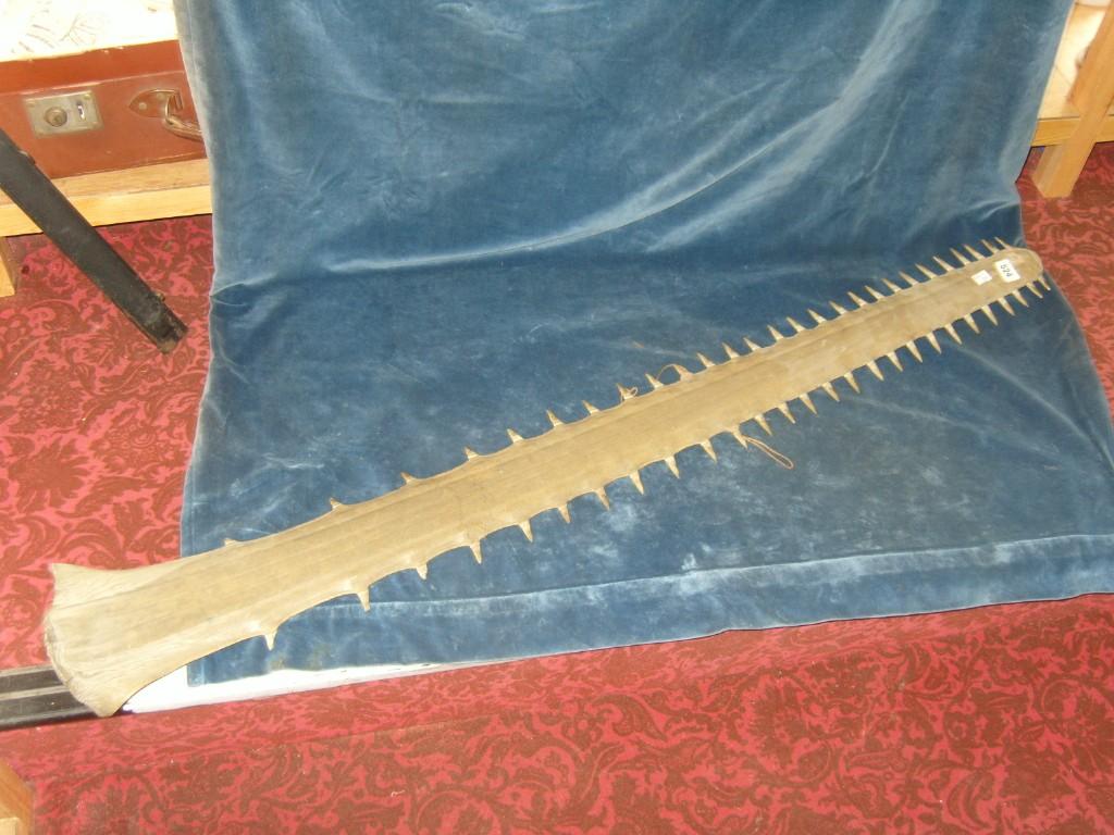 Appraisal: A large sawfish tooth cm long