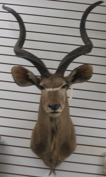 Appraisal: AFRICAN GREATER KUDU tragelaphus strepsiceros trophy head mount with spiral