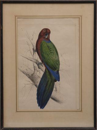 Appraisal: AFTER EDWARD LEAR PARROT FROM THE FAMILY OF PSITTACIDAE OR