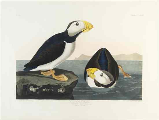 Appraisal: AUDUBON JOHN JAMES after HAVELL ROBERT Large-billed Puffin Mormon glacialis