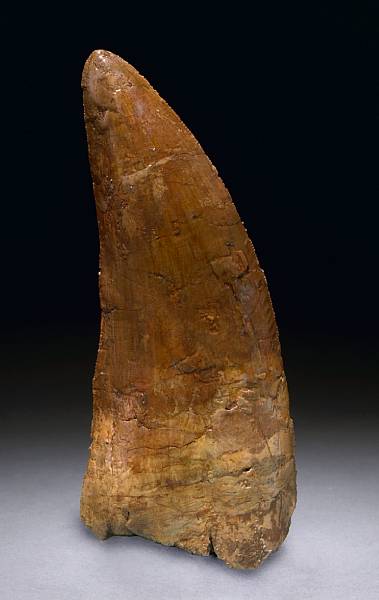 Appraisal: Very Large Dinosaur Tooth on Base Carcharodontosaurus saharicus Middle Cretaceous