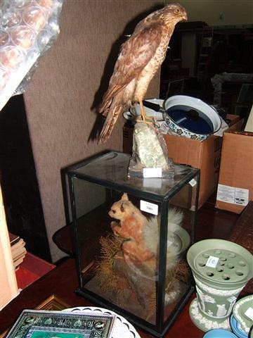 Appraisal: An old preserved red squirrel under a glass case high