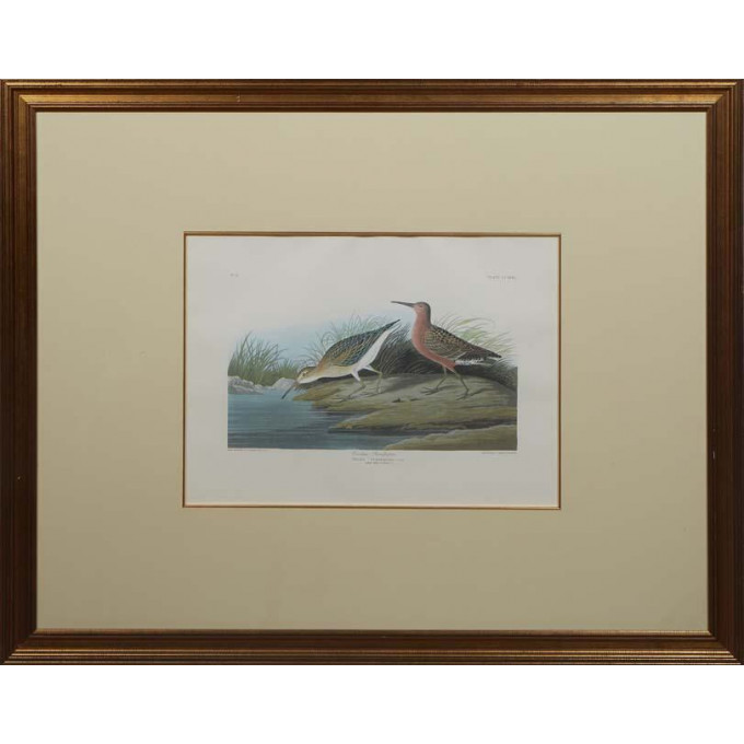 Appraisal: John James Audubon American - Curlew Sandpiper late th c