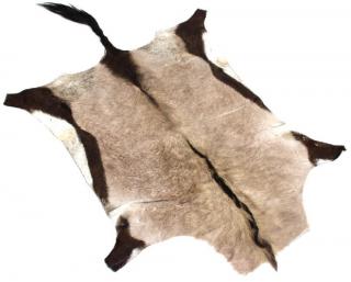 Appraisal: South African Gemsbok Area Rug South African Gemsbok Animal Skin