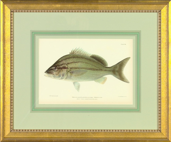 Appraisal: Julius Bien American - Tropical Fish suite of four chromolithographs