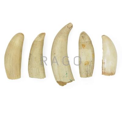 Appraisal: WHALE TEETH Five late th early th c Longest Condition