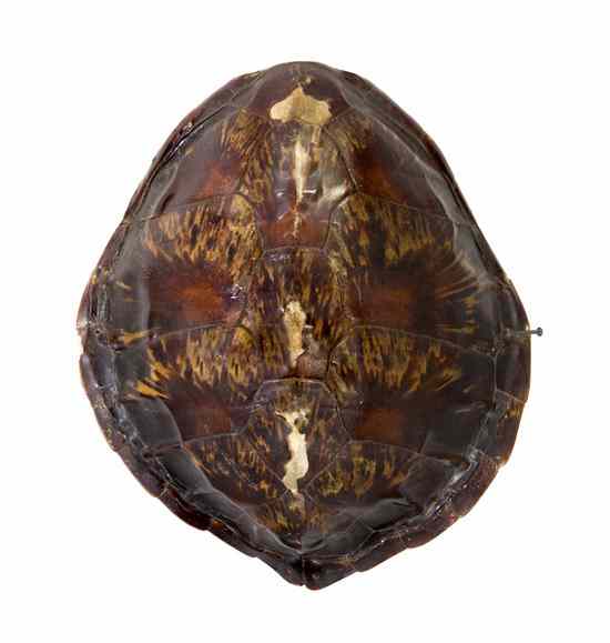 Appraisal: A Tortoise Shell of typical form Width inches