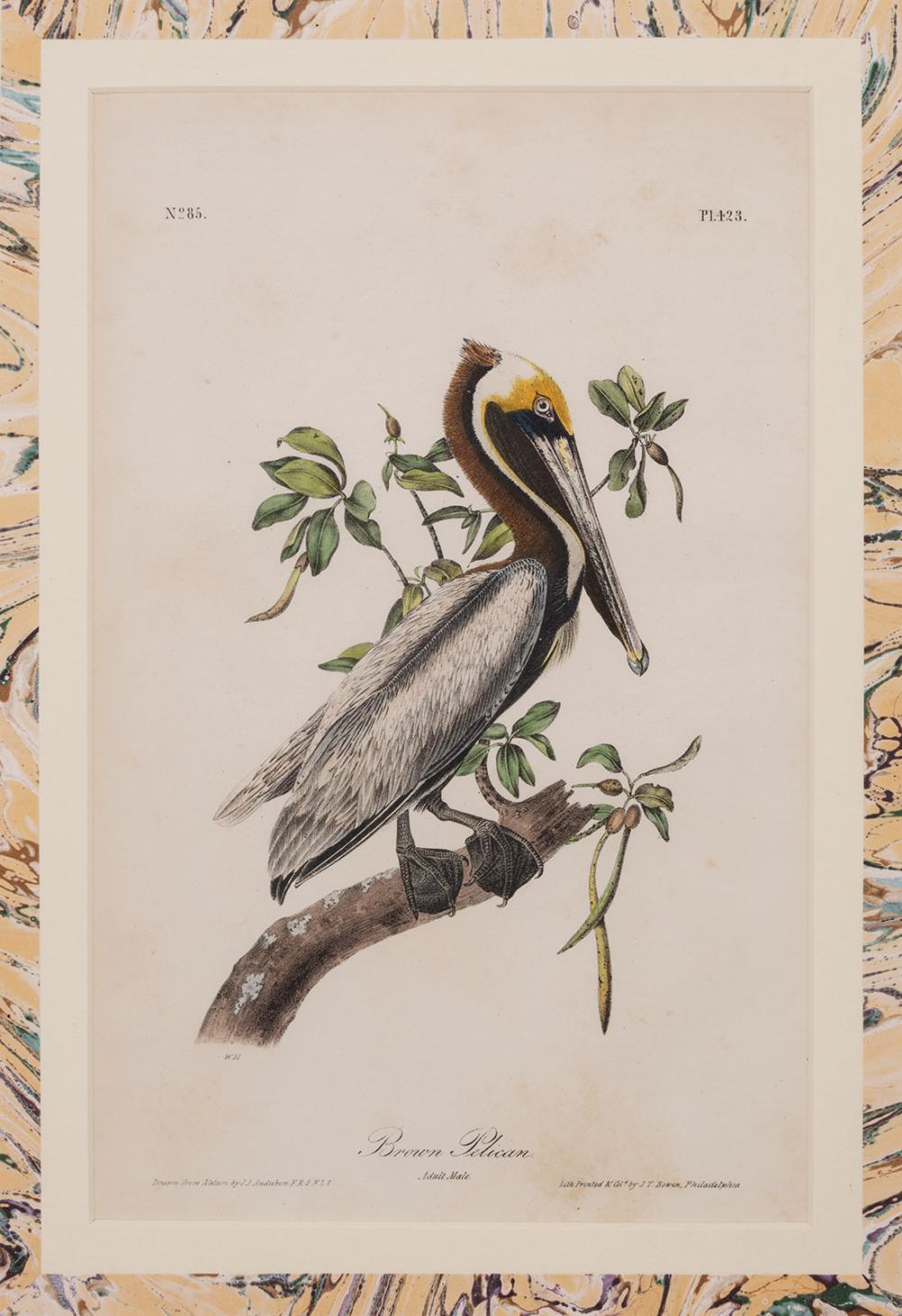 Appraisal: John James Audubon American - American White Pelican Brown Pelican