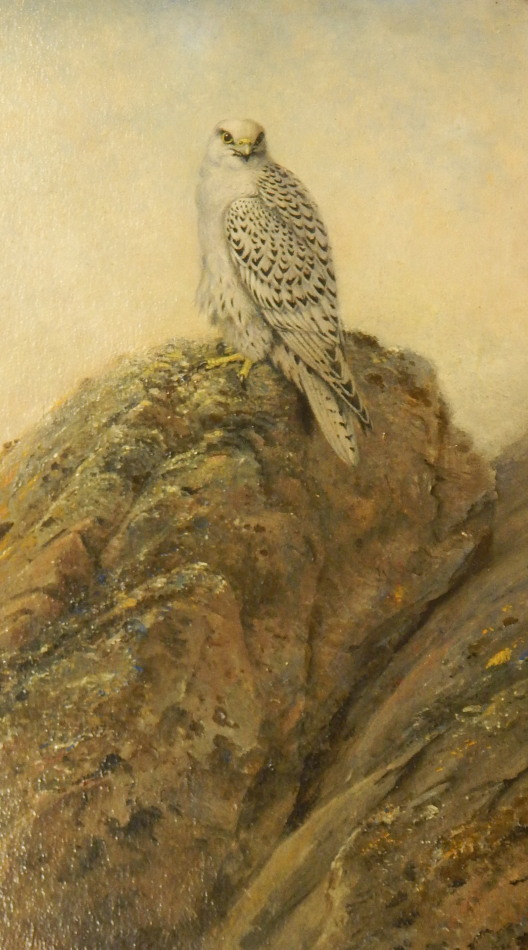 Appraisal: George Edward Lodge - Gyr Falcon oil on board signed