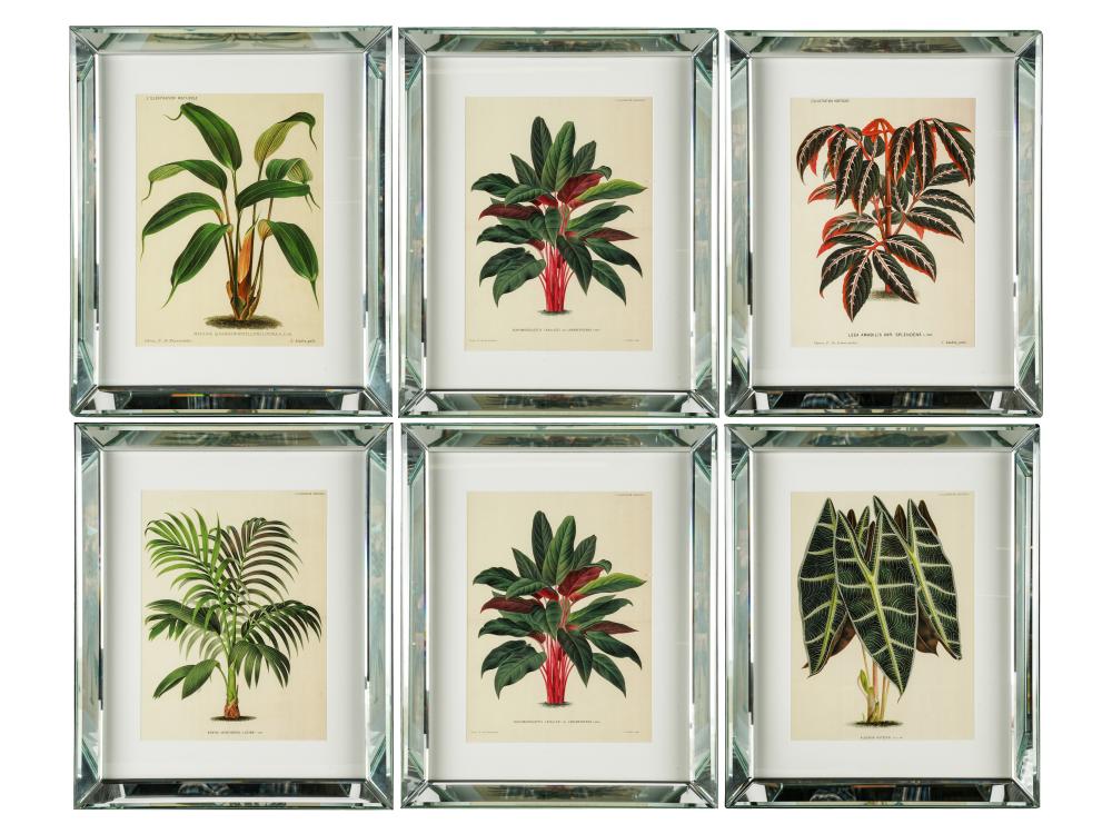 Appraisal: SIX BOTANICAL PRINTScomprising 'Mapania Lucida' 'Kentia Luciani' Leea Amabilis Var