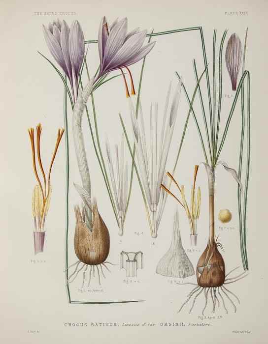 Appraisal: Maw George A Monograph of the Genus Crocus hand-coloured plates