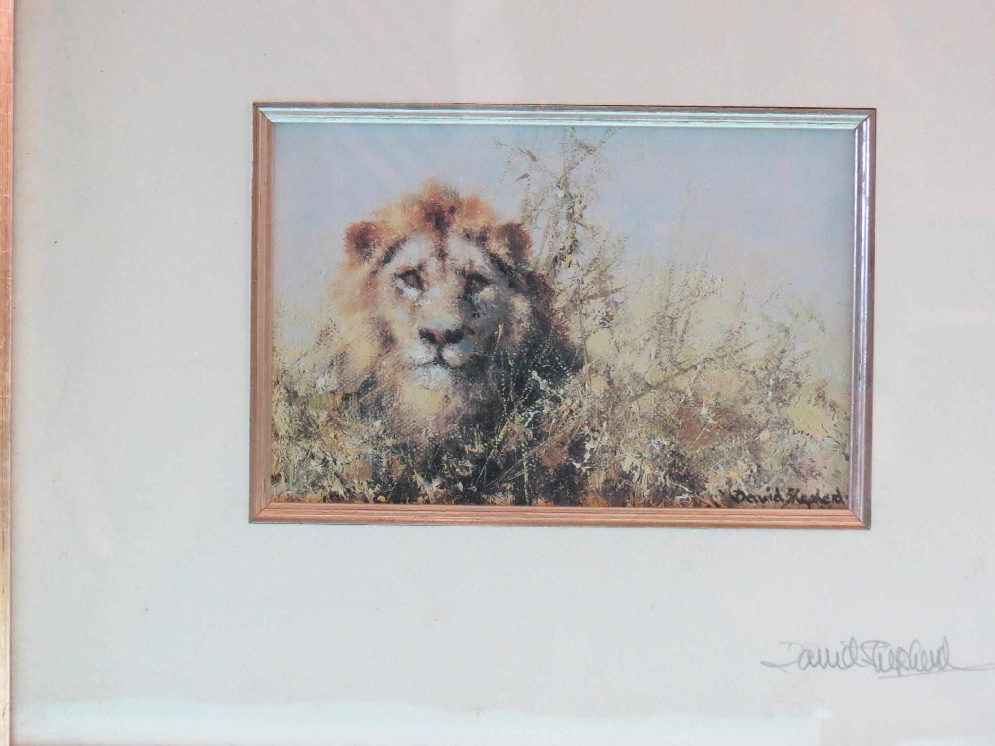 Appraisal: David Shepherd - colour print of a lion signed in