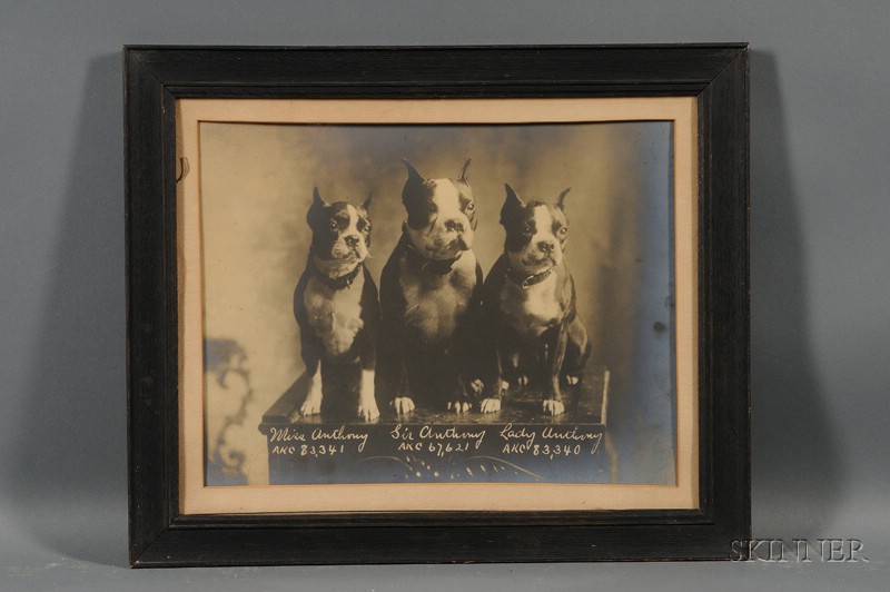 Appraisal: Framed Albumen Portrait Photograph of Three AKC Boston Terriers early