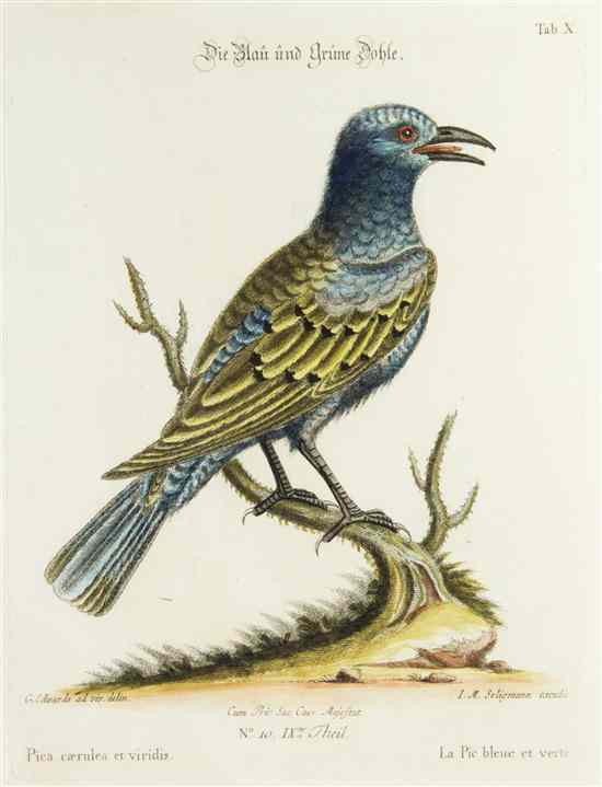 Appraisal: ORNITHOLOGY CATESBY MARC A group of three hand-colored engravings of