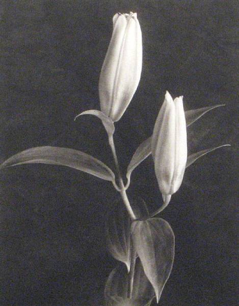 Appraisal: Louis Spitalnick Lilies Platinum and palladium print signed dated and