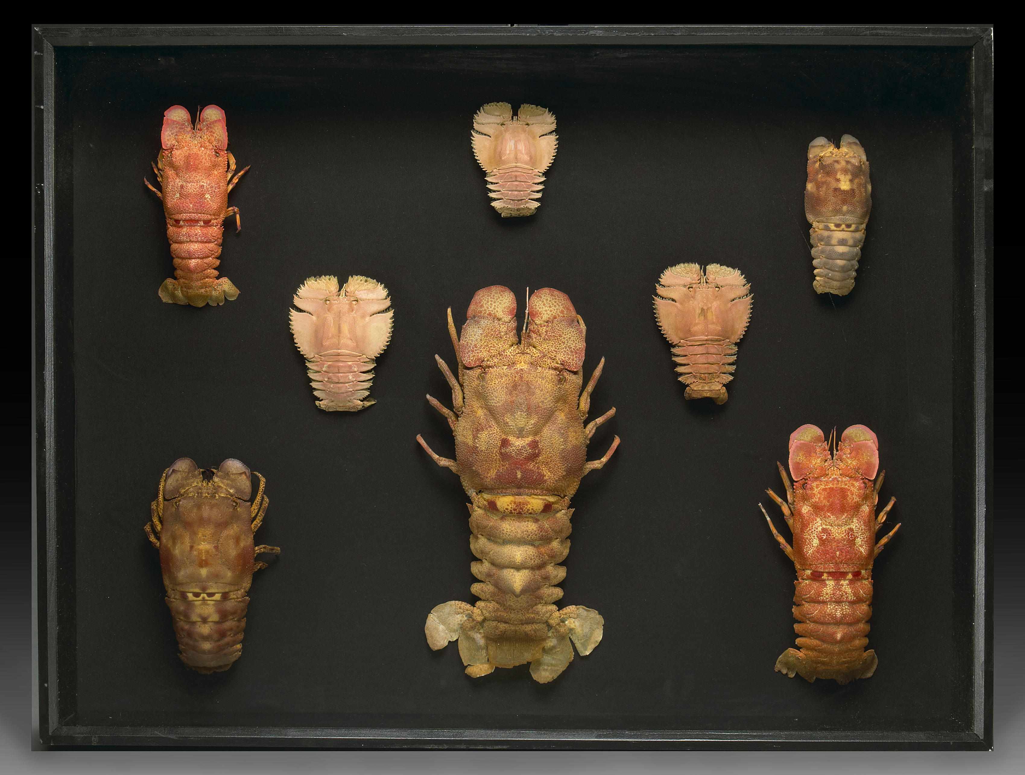 Appraisal: Framed Slipper Lobster Collection ScyllaridaePhilippinesSlipper lobsters are a family of