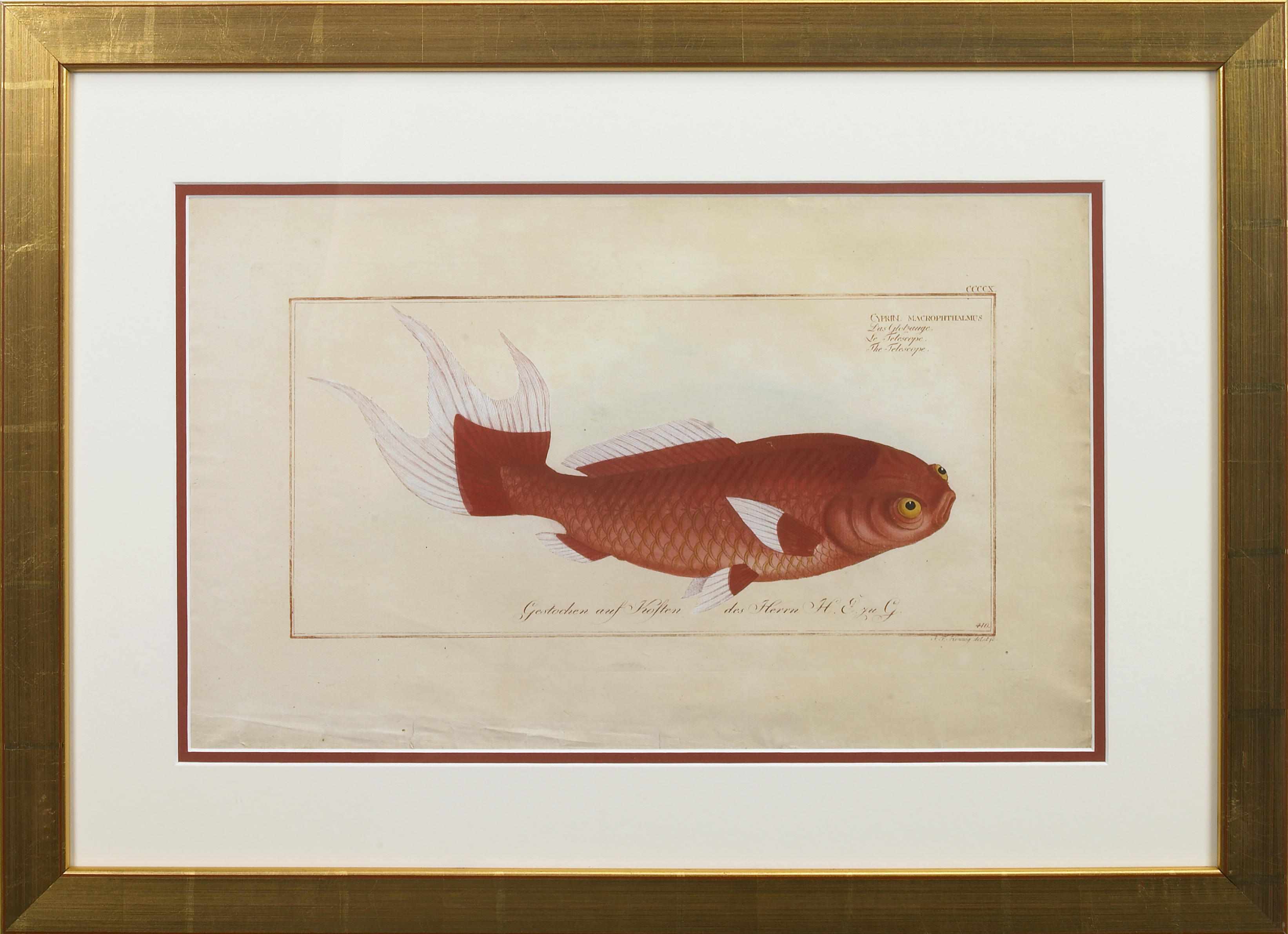 Appraisal: A group of four handcolored engravings of fish after Marcus