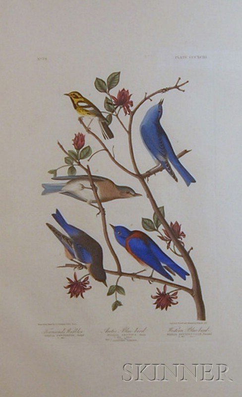 Appraisal: Audubon John James - Townsend's Warbler Arctic Blue-bird Western Blue-bird