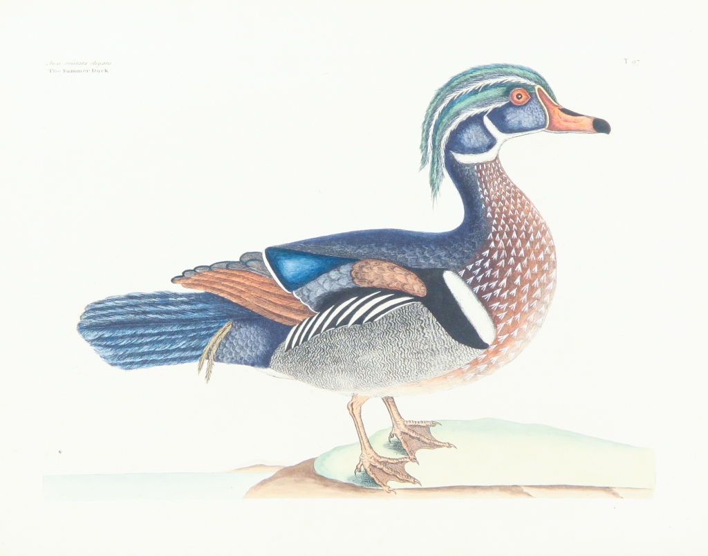 Appraisal: THE SUMMER DUCK PRINT MARK CATESBY England - Hand colored