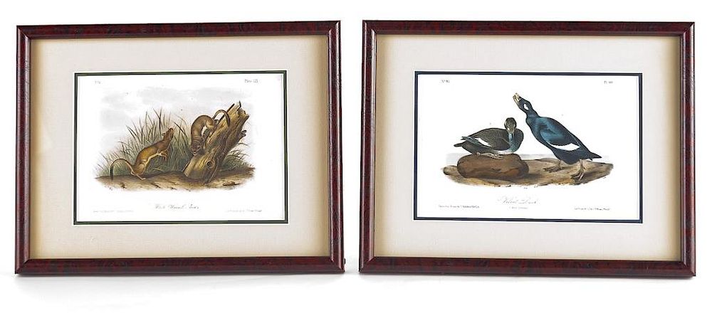 Appraisal: Two Audobon Octavio Prints Incl Velvet Ducks DESCRIPTION Two Audubon