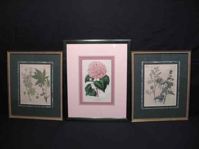 Appraisal: Two th century German botanical prints Framed matted and under