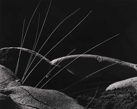 Appraisal: WESTON BRETT - Grass and Lava Silver print x inches