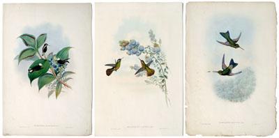 Appraisal: Three Gould hummingbird prints two by Gould and Richter one