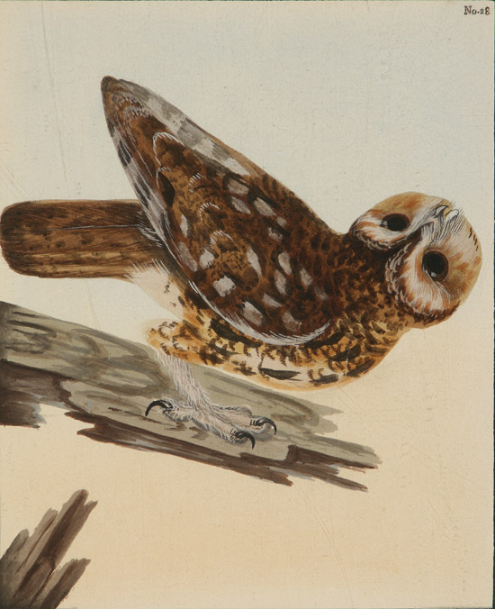 Appraisal: Group of Four Ornithological Works A William Lewin British -