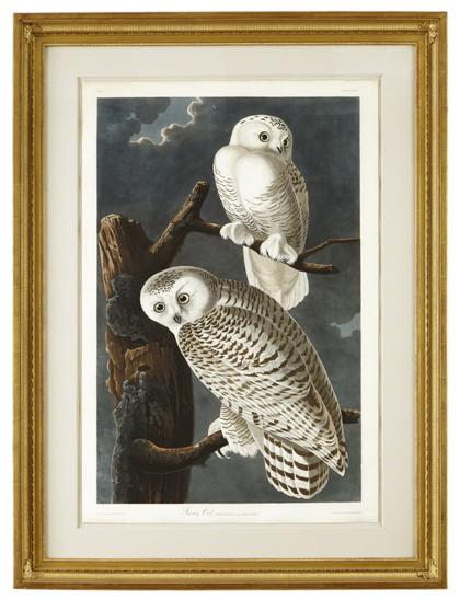 Appraisal: piece Hand-Colored Engraving with Aquatint and Etching Audubon John James