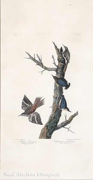 Appraisal: After John James Audubon American - Brown Creeper California Nuthatch