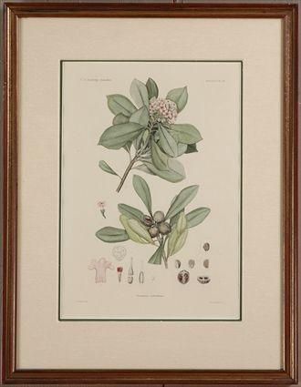 Appraisal: SPRAGUE DOUGALL THREE BOTANICAL PRINTS FOR THE U S EXPLORING