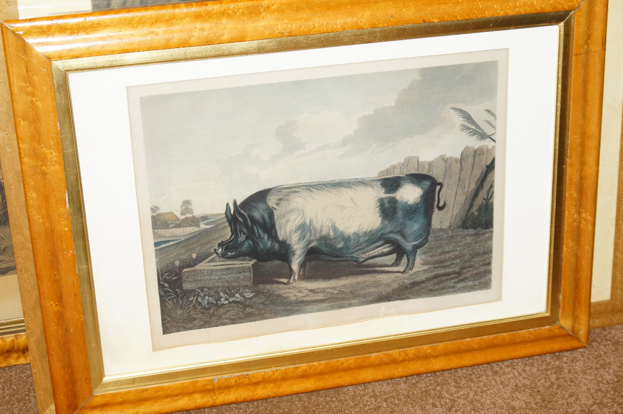 Appraisal: After Edwin Landseer A British Boar coloured etching by Thomas