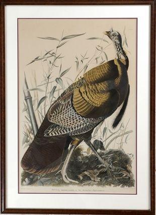 Appraisal: After John James Audubon Wild Turkey Color print matted and