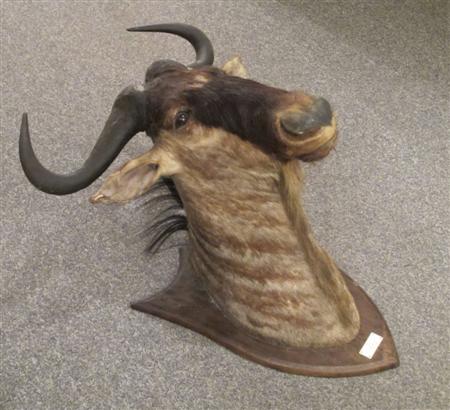 Appraisal: Taxidermy Interest A mounted Wildebeest head mounted on a shield