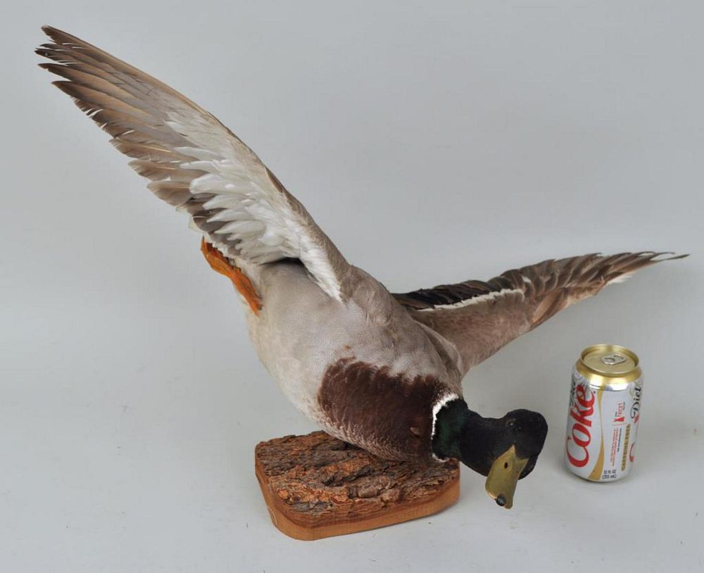 Appraisal: Mallard Duck Taxidermy Mount posed in flight high wide Feet