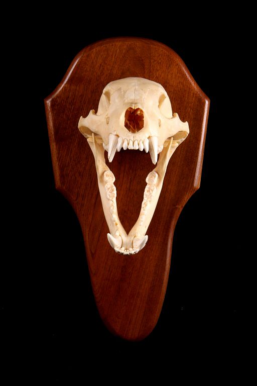 Appraisal: Montana Black Bear Skull Wall Mount Taxidermy For your consideration