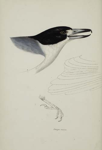 Appraisal: BIRDS Gould John A Synopsis of the Birds of Australia