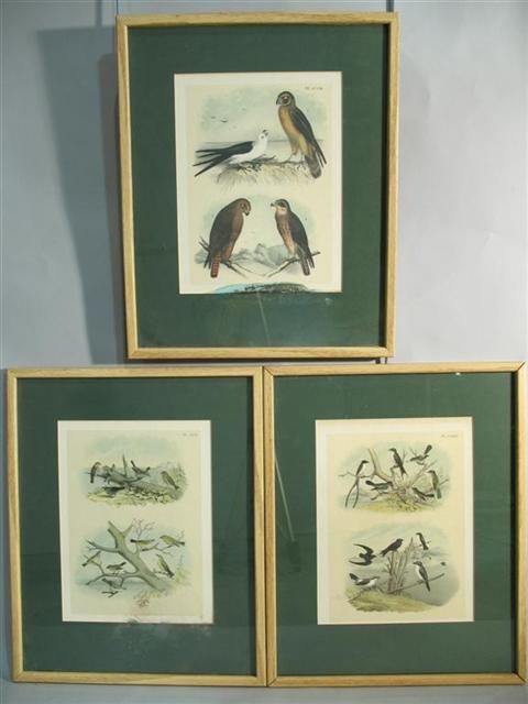 Appraisal: ANONYMOUS AMERICAN BIRDS Printed page x in sight Framed Provenance