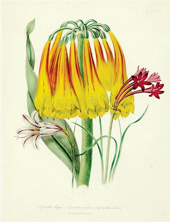 Appraisal: Jane Webb Louden after British mid th century BOTANICALS published