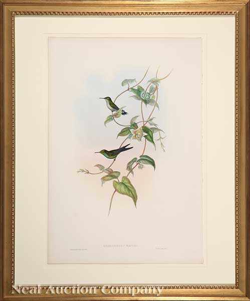 Appraisal: John Gould English - De Laland's Plover-Crest Green-fronted Lance-Bill Adolph's