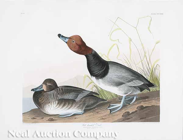 Appraisal: After John James Audubon American - Red-Headed Duck No plate