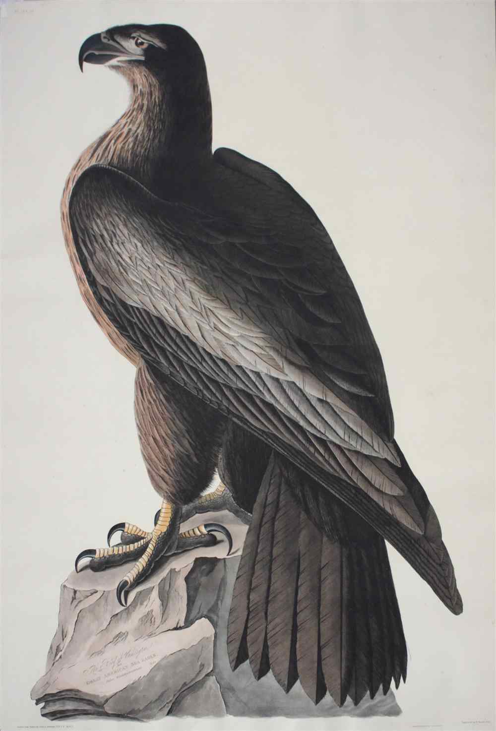 Appraisal: AFTER JAMES AUDUBON BY ROBERT HAVELL AMERICAN - THE BIRD